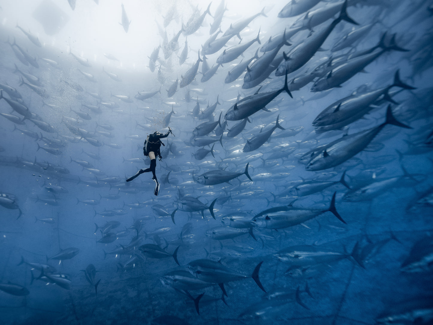 ALL DIVING COURSES