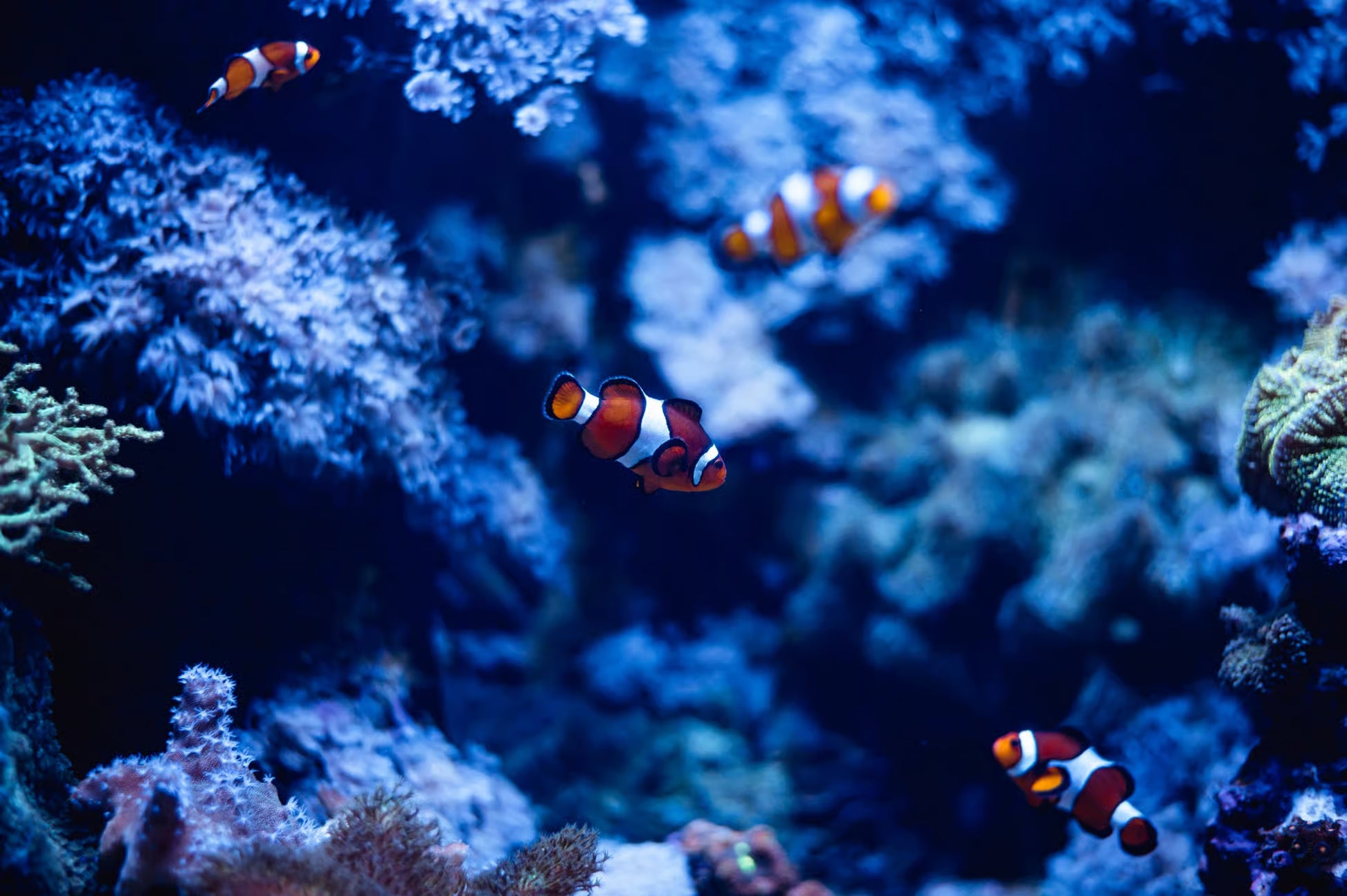 Clownfish swimming among coral in an aquarium setting