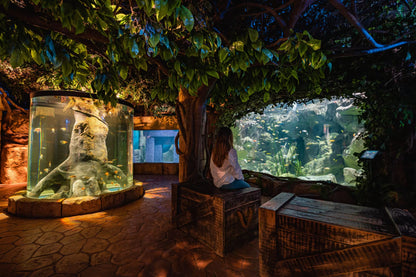 Person sitting by a large aquarium in a dimly lit indoor setting with greenery.