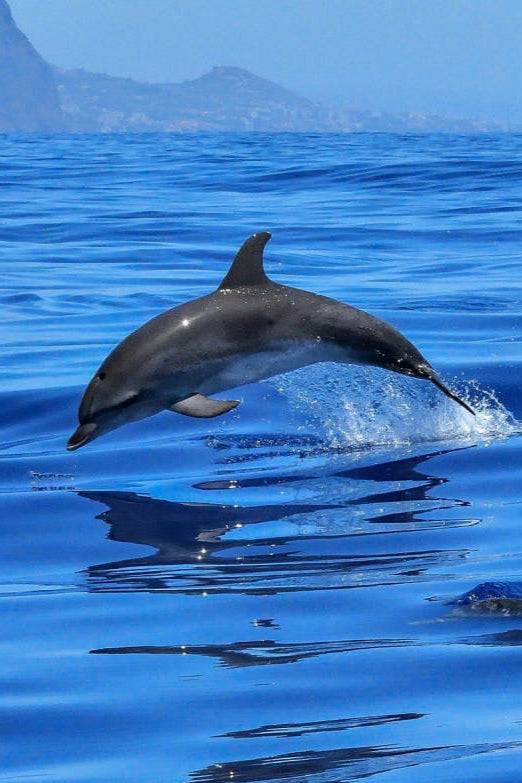 Delfinbeobachtungstour